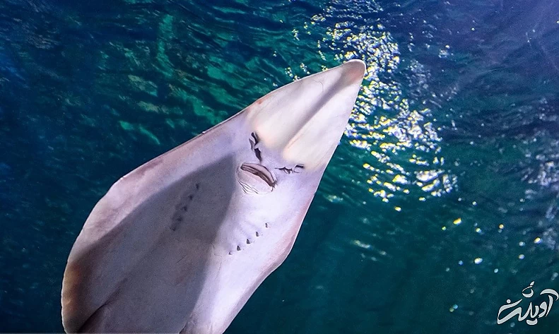 (تصاویر) آکواریوم انزلی